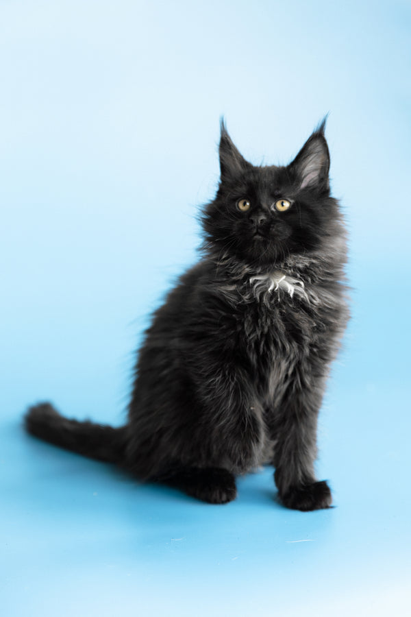 Yukon | Maine Coon Kitten