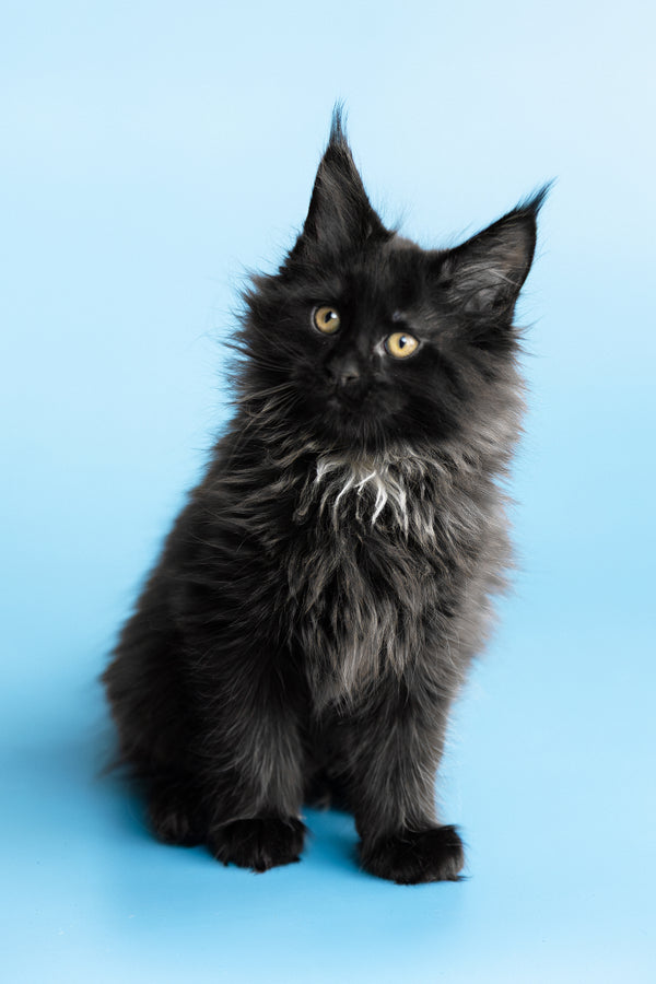 Yukon | Maine Coon Kitten