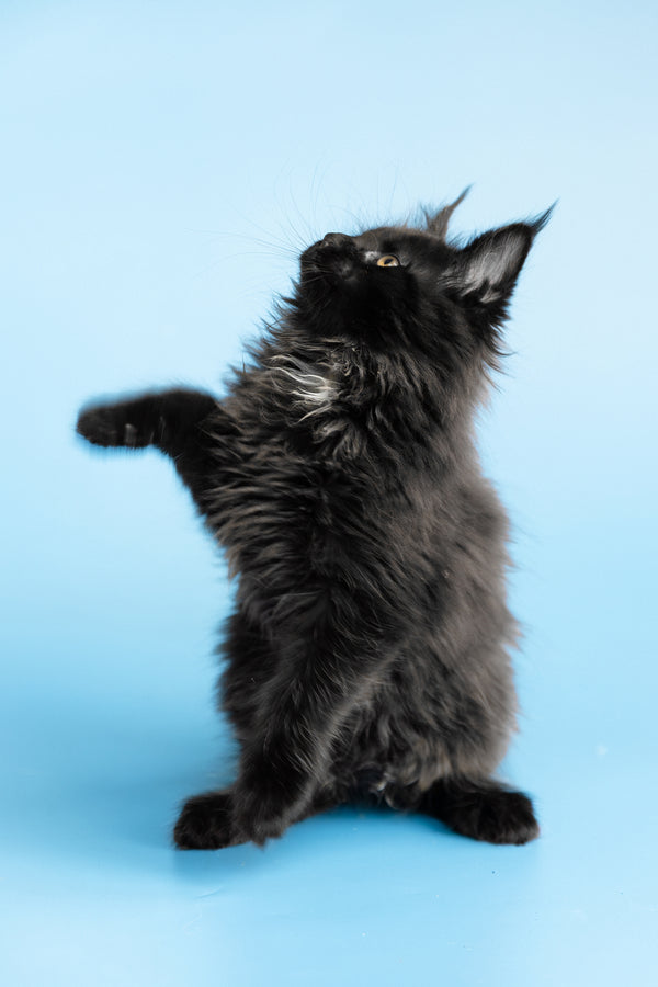 Yukon | Maine Coon Kitten