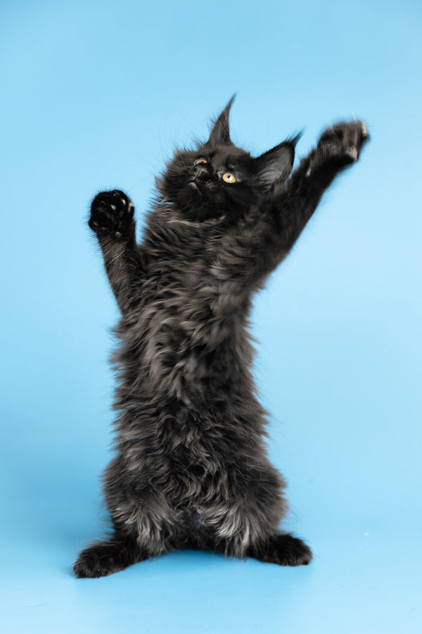 Yukon | Maine Coon Kitten