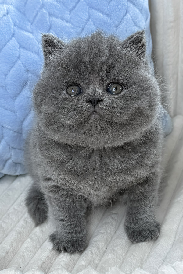 Yukor | British Shorthair Kitten
