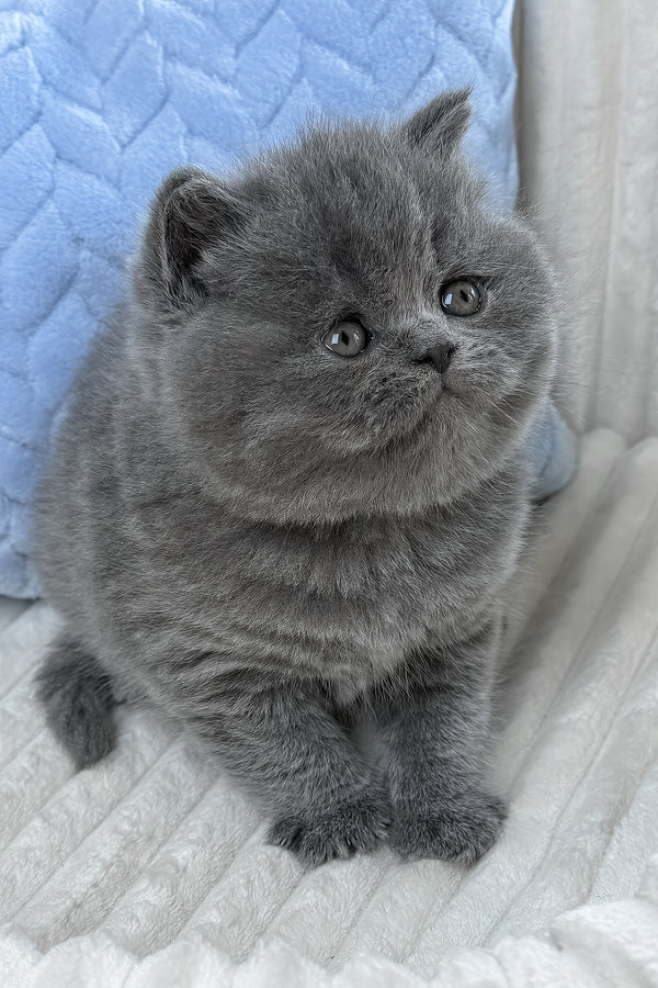Yukor | British Shorthair Kitten