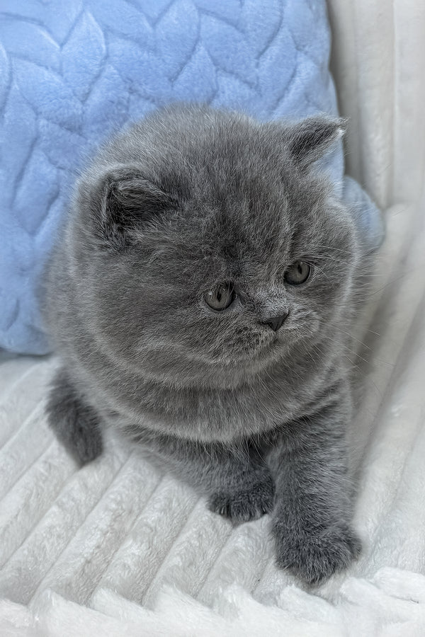 Yukor | British Shorthair Kitten