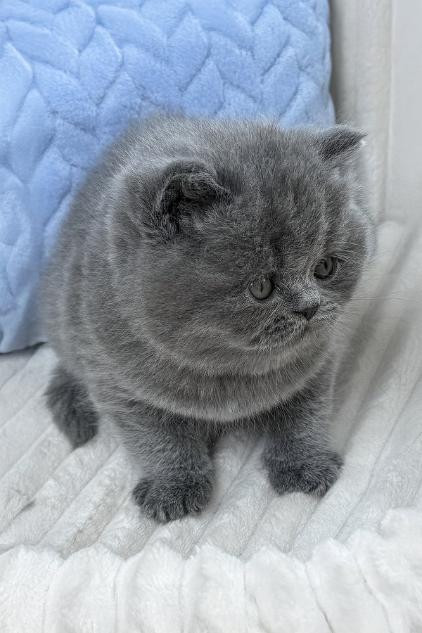 Yukor | British Shorthair Kitten