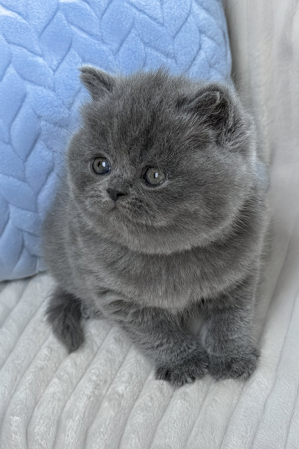 Yukor | British Shorthair Kitten