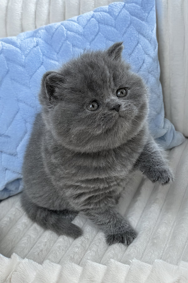Yukor | British Shorthair Kitten