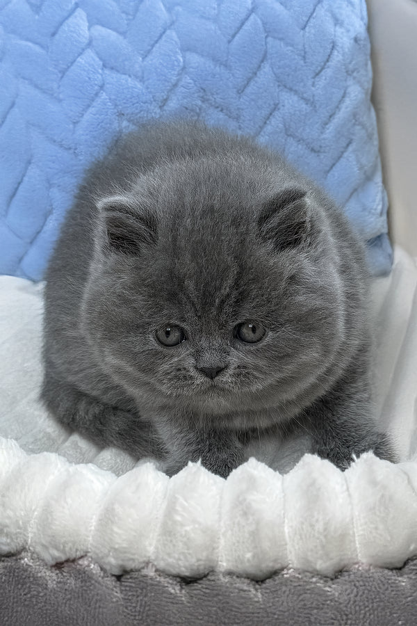 Yukor | British Shorthair Kitten