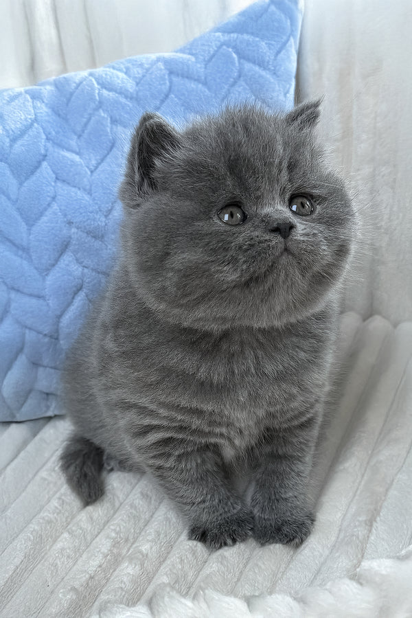 Yukor | British Shorthair Kitten