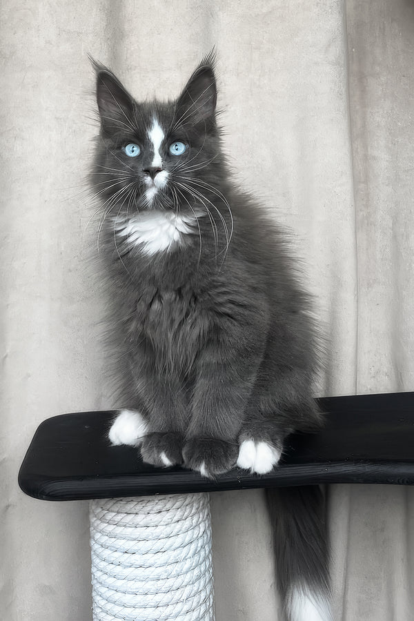 Yuna | Maine Coon Kitten