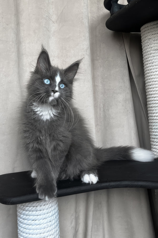 Yuna | Maine Coon Kitten