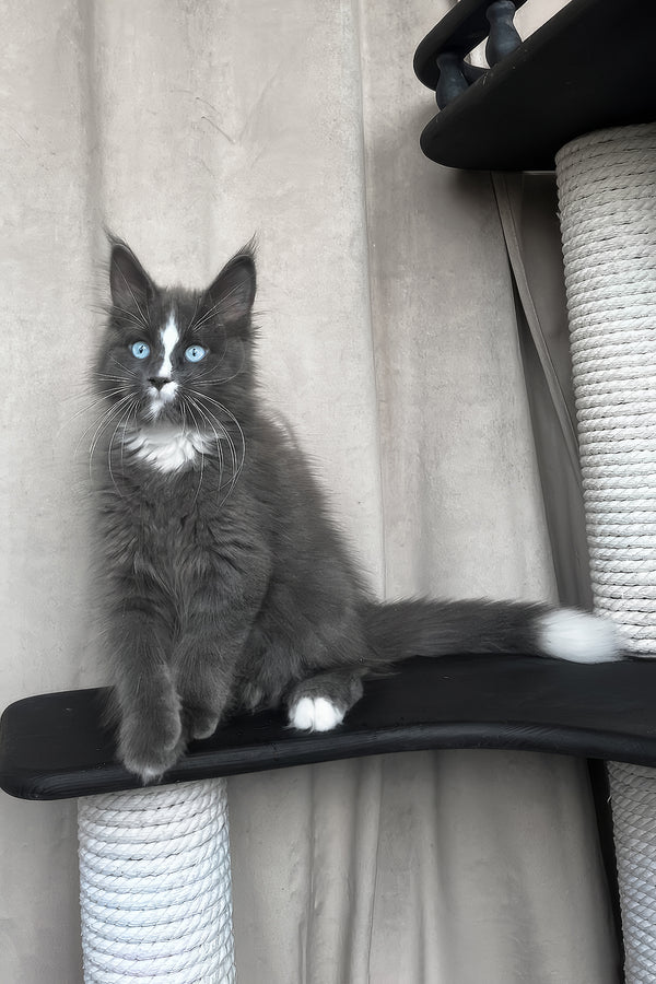 Yuna | Maine Coon Kitten
