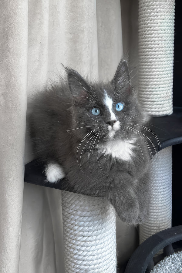 Yuna | Maine Coon Kitten