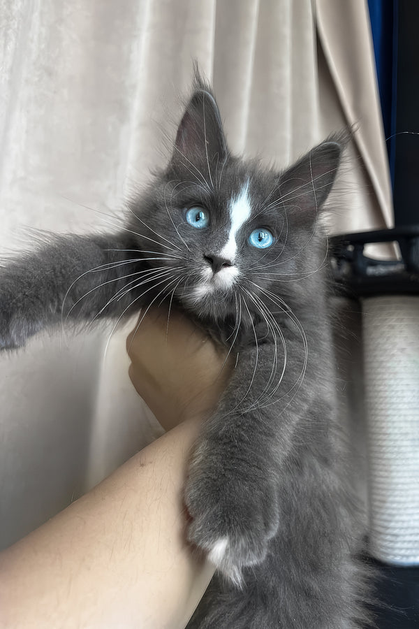 Yuna | Maine Coon Kitten