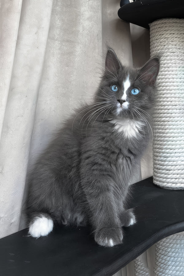 Yuna | Maine Coon Kitten