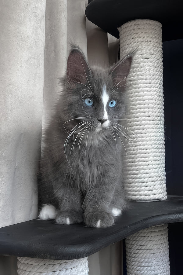 Yuna | Maine Coon Kitten