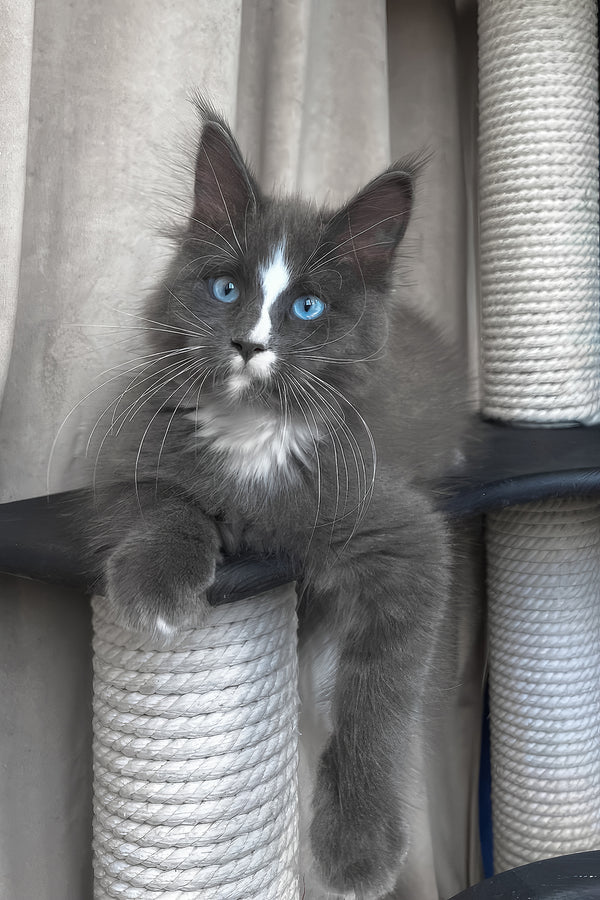 Yuna | Maine Coon Kitten