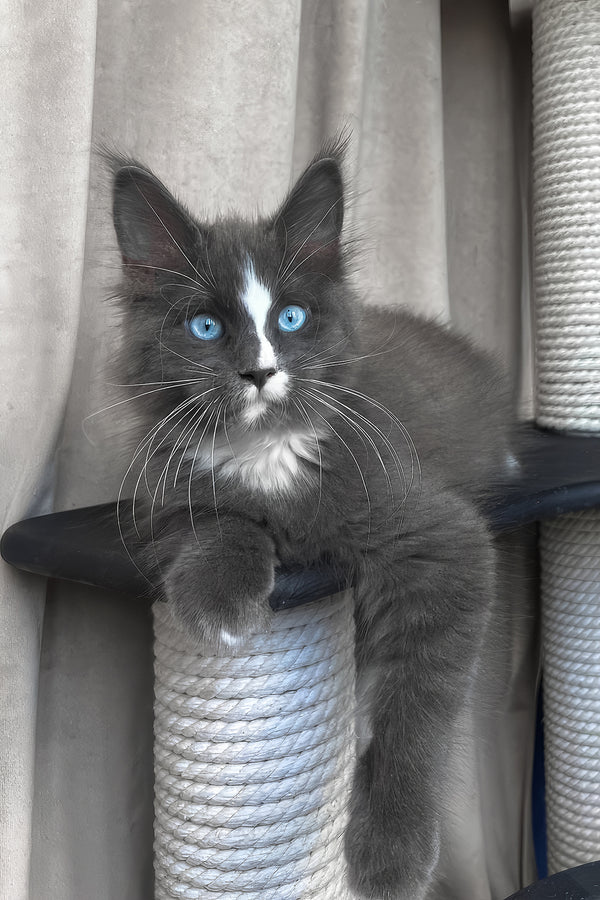 Yuna | Maine Coon Kitten