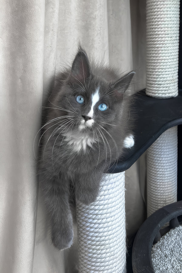 Yuna | Maine Coon Kitten