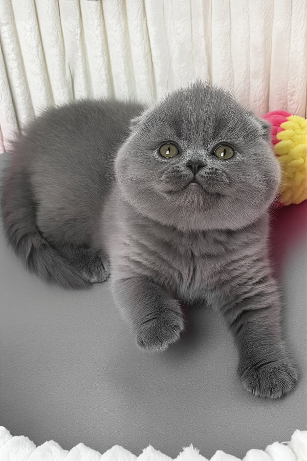 Zabava | Scottish Fold Kitten