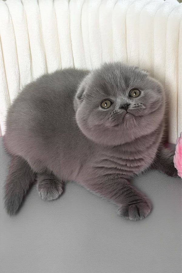 Zabava | Scottish Fold Kitten