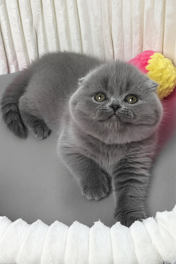 Zabava | Scottish Fold Kitten