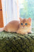Zakhar | Scottish Straight Kitten