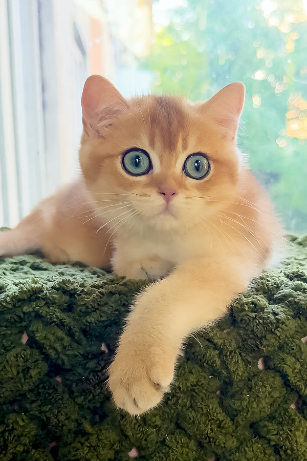 Zakhar | Scottish Straight Kitten