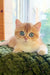 Zakhar | Scottish Straight Kitten
