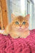 Zakhar | Scottish Straight Kitten