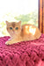 Zakhar | Scottish Straight Kitten