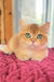 Zakhar | Scottish Straight Kitten
