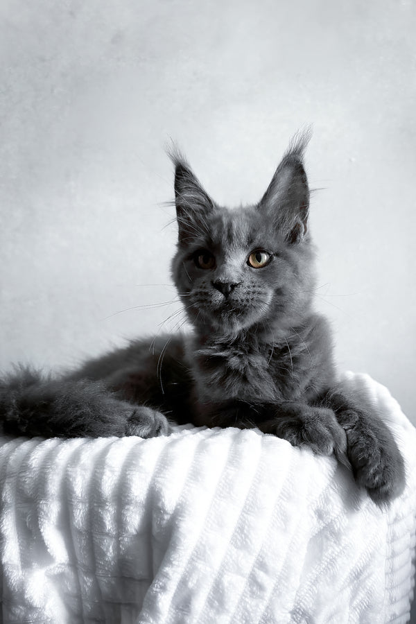 Zefira | Maine Coon Kitten