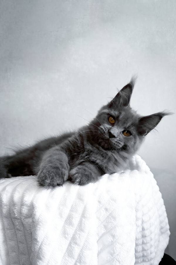 Zefira | Maine Coon Kitten
