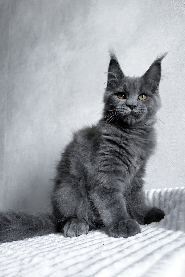 Zefira | Maine Coon Kitten