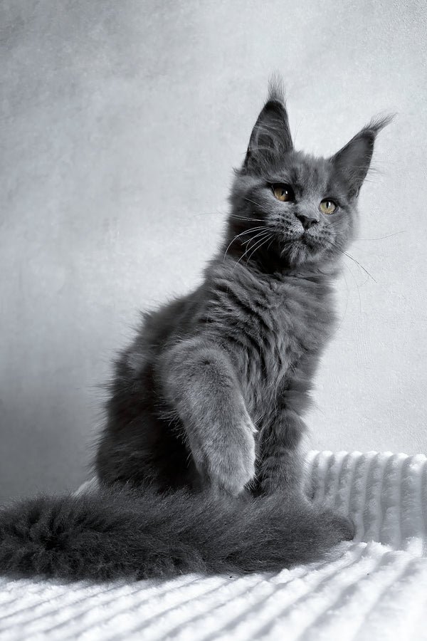 Zefira | Maine Coon Kitten