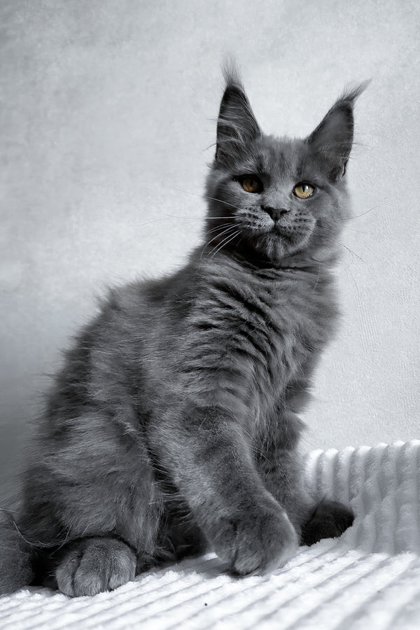 Zefira | Maine Coon Kitten
