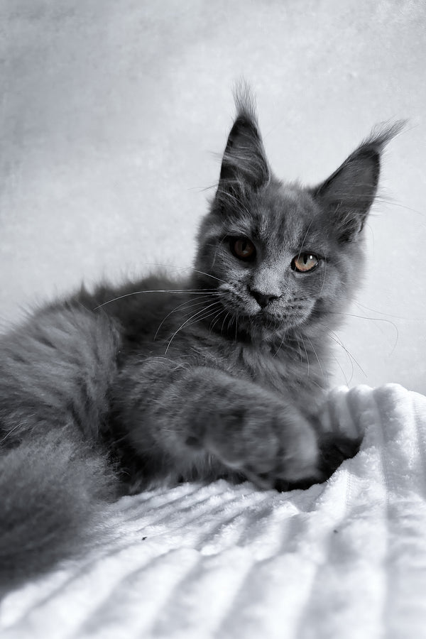 Zefira | Maine Coon Kitten