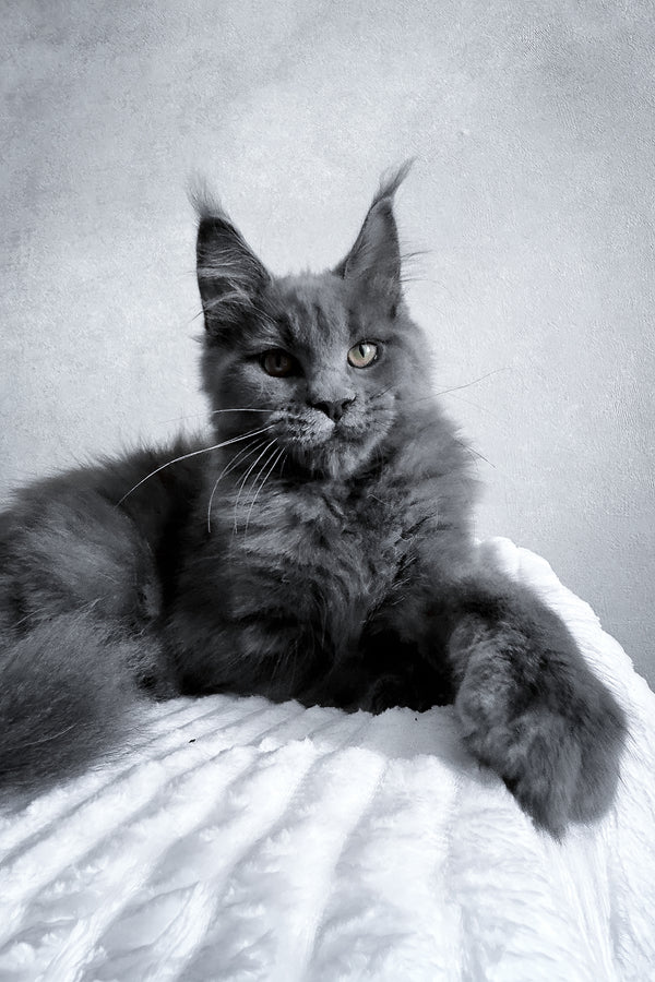 Zefira | Maine Coon Kitten