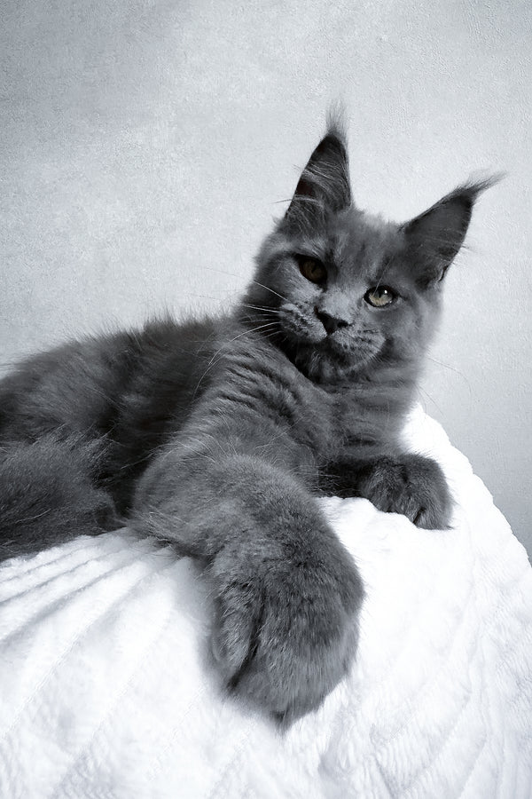 Zefira | Maine Coon Kitten