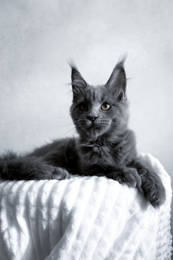 Zefira | Maine Coon Kitten