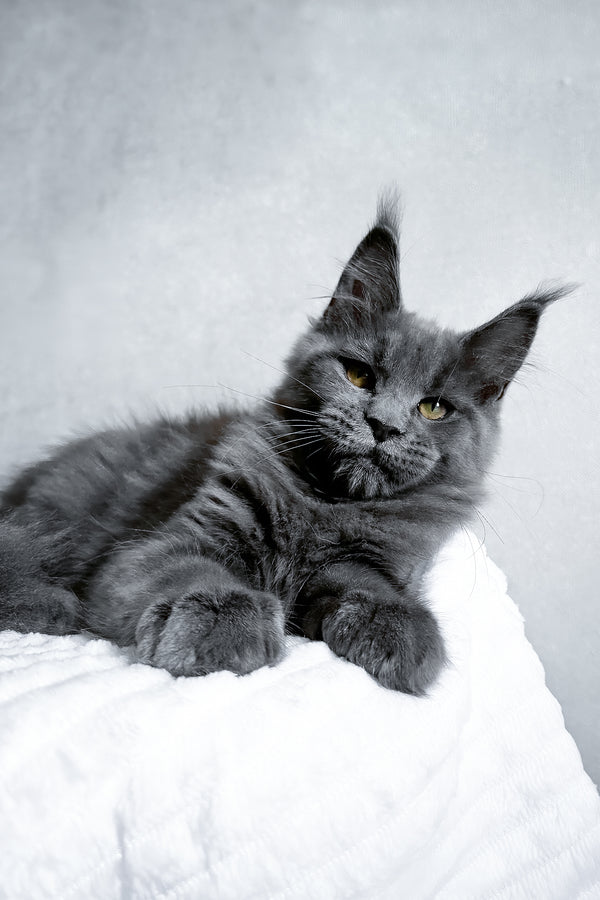 Zefira | Maine Coon Kitten