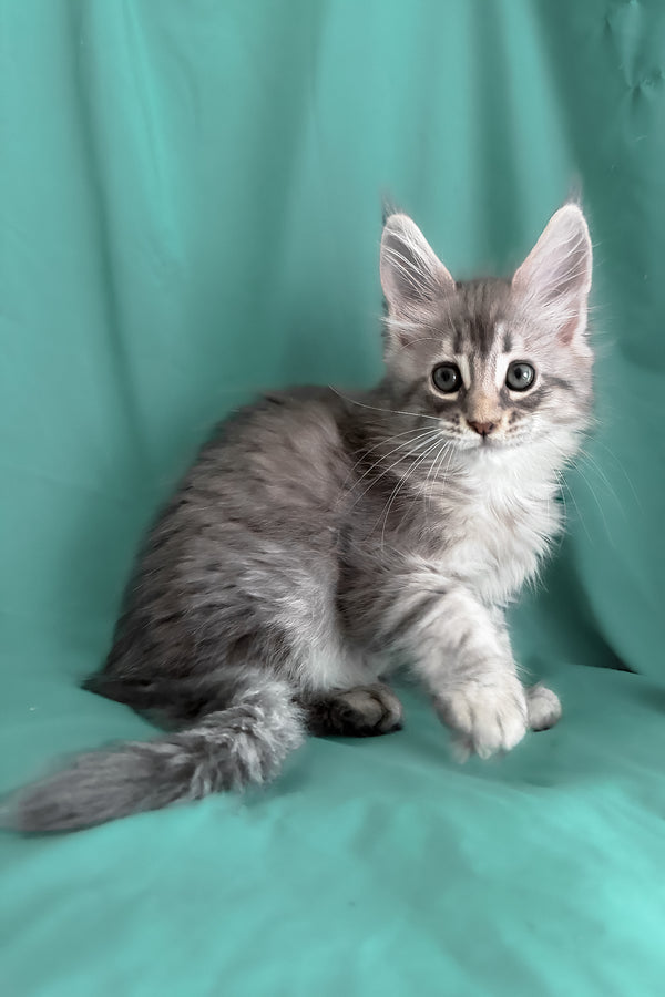 Zelda | Maine Coon Kitten