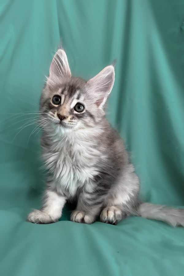 Zelda | Maine Coon Kitten
