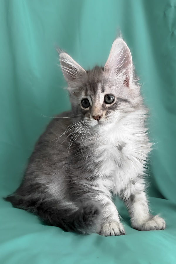 Zelda | Maine Coon Kitten