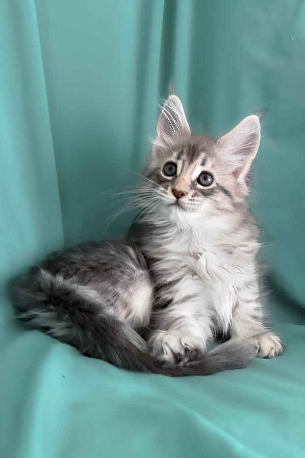 Zelda | Maine Coon Kitten