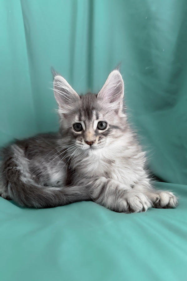 Zelda | Maine Coon Kitten