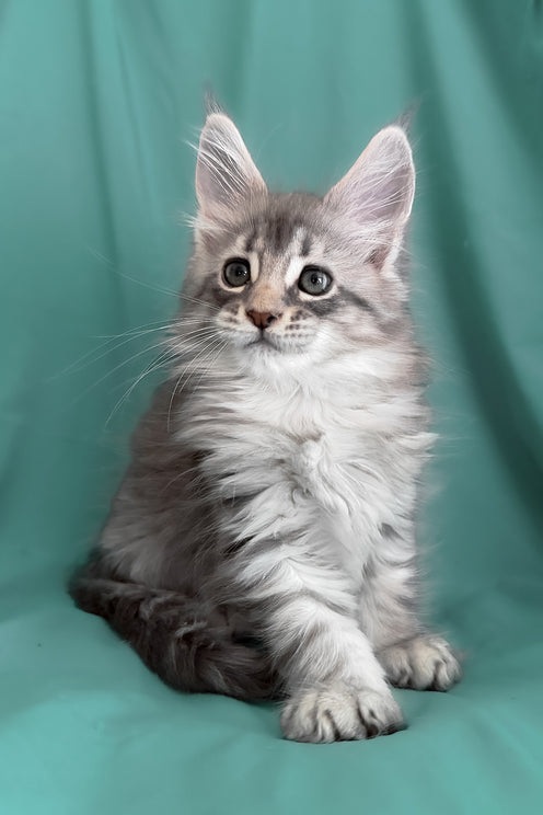 Zelda | Maine Coon Kitten