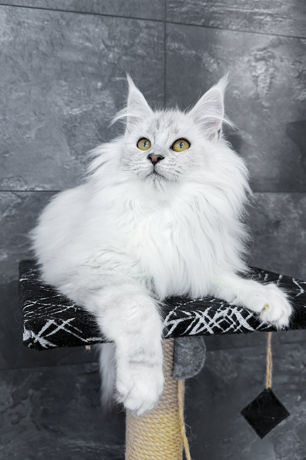 Zephir | Maine Coon Kitten