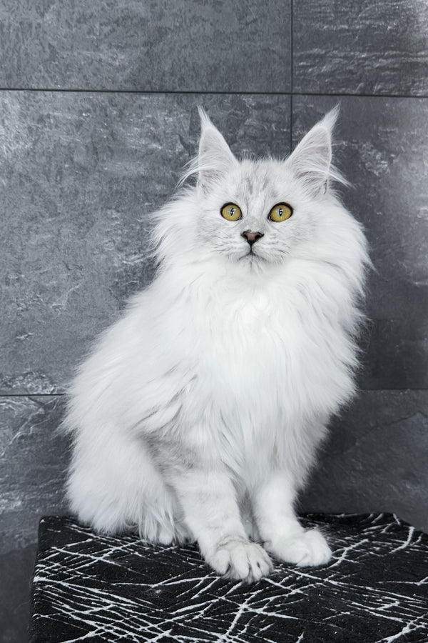 Zephir | Maine Coon Kitten