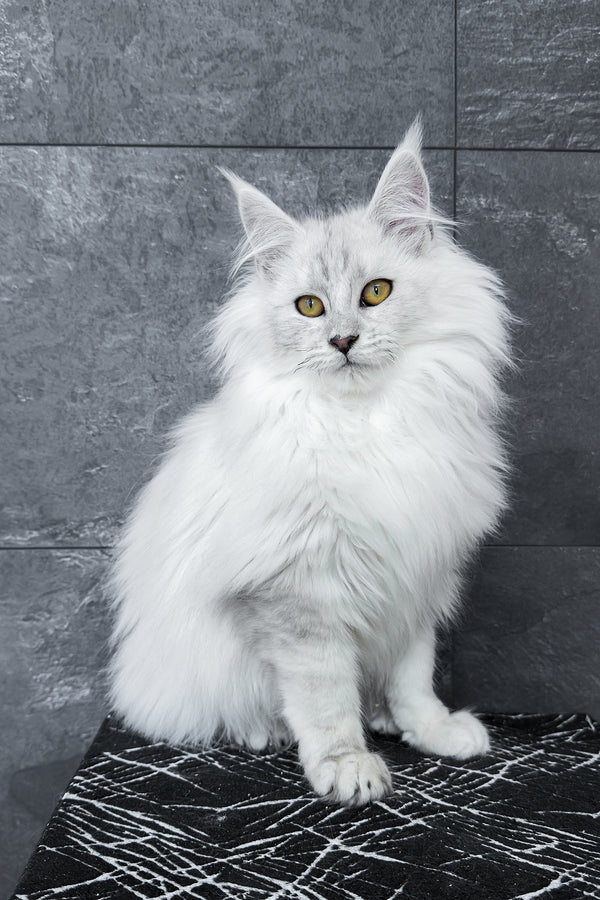 Zephir | Maine Coon Kitten